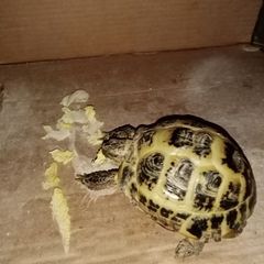 Profile Picture of Филипп Кычкин277 (@philipkychkin) on Tiktok