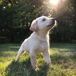 Profile Picture of D A R C Y   L O U (@darcythegoldenshepherd) on Instagram