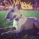 Profile Picture of Hugo Thompson (@hugo_the_bullie) on Instagram