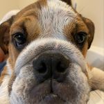 Profile Picture of Jules Van de Walle (@julesvdw_) on Instagram