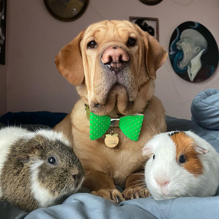 Wilbur Allen & the Dumplings - Tiktok Profile Picture of Wilbur Allen & the Dumplings (@wilbur_allen_bashar) on Tiktok