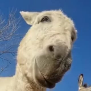 Profile Picture of champagnedominik (@champagnedominik) on Instagram