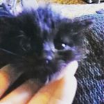 Profile Picture of Dawn Baucom (@dawnbauc) on Instagram