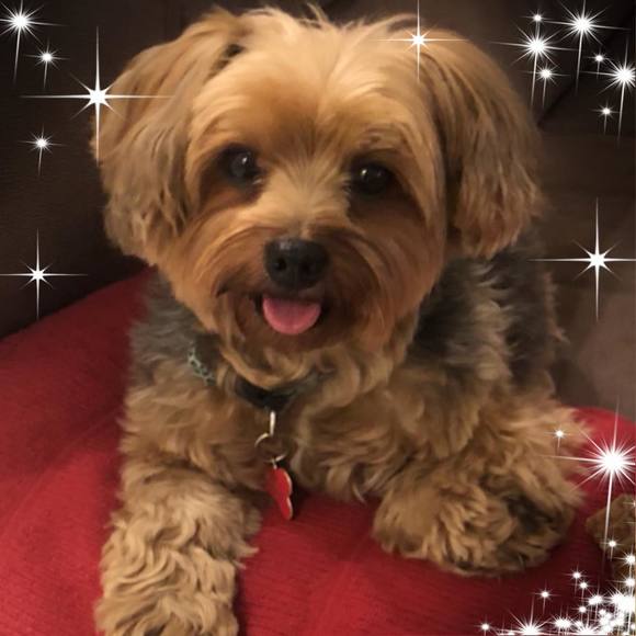 Profile Picture of Joyce Strittmatter (@jstrittmatter) on Poshmark