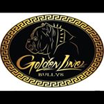 Profile Picture of Rudy Quintero (@goldenline_bulys_texas) on Instagram