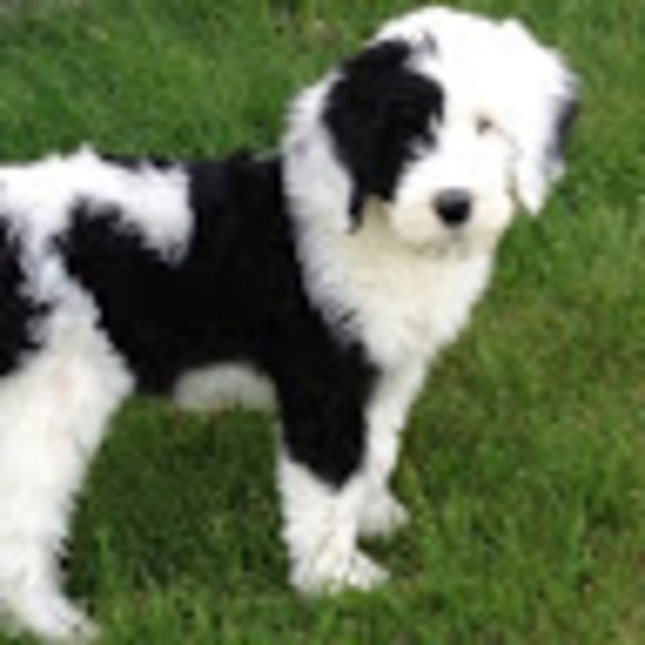 Profile Picture of Nathan Rosberg (@paperbug3) on Poshmark