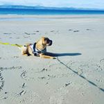 Profile Picture of 🐶👑Jessie👑🐶 (@jessie.sharpei.scotland) on Instagram