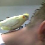 Profile Picture of moorko (@woolseybrett) on Instagram