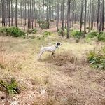 Profile Picture of David DiCaterino (@highdrivekennels) on Instagram