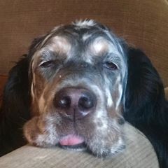 Profile Picture of Howard Price783 (@howardprice5) on Tiktok