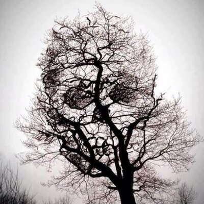 Profile Picture of Bob Collette (@nativepride322) on Twitter