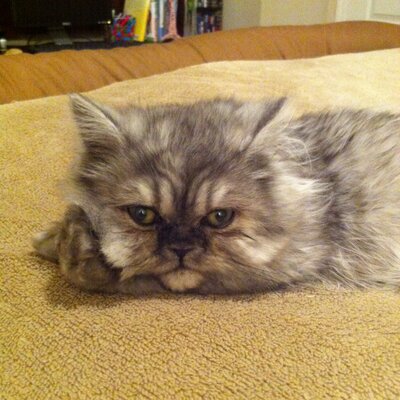 Profile Picture of Jeff Clouse (@ClouseJeff) on Twitter