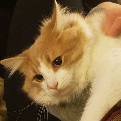 Profile Picture of Travis Baughman (@TravisBaughman) on Twitter