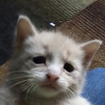 Profile Picture of Courtney (@kittens_luvme) on Instagram