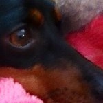 Profile Picture of Luis Guadalupe (@osohates) on Instagram