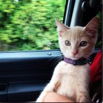 Profile Picture of Stuart Little Khan (@stuarts_life) on Instagram