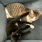 Profile Picture of Ivy and Otto🐱 (@ivyotto_) on Instagram