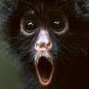 Profile Picture of Sean Fan (@seanfan7288) on Youtube