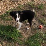 Profile Picture of Buddy Stringer 🐶💙 (@bstringer2019) on Instagram