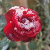 Profile Picture of Robert Bole (@exploringplants1111) on Tiktok