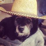 Profile Picture of Buddy The Wheatus Dog (@teenagedirtbud) on Instagram