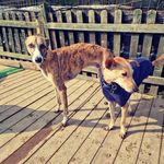 Profile Picture of raul_whippet_and_rita (@raul_whippet_and_rita) on Instagram