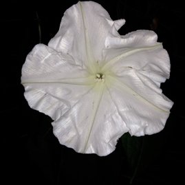 Profile Picture of Bert Watkins (@herbertawatkins) on Twitter