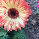 Profile Picture of Jessi Mitchell (@j.mitchie03) on Instagram