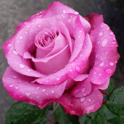 Profile Picture of Sabrina Grant (@LennonFan79) on Twitter