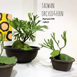 Profile Picture of Ken Yang (@taiwan_orchid_fern) on Instagram