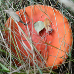 Profile Picture of trpdelay (@trpdelay) on Flickr