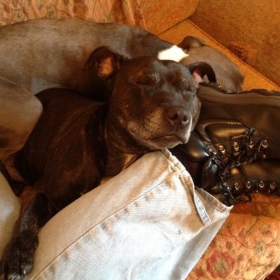 Profile Picture of Bungle Rye (@BrianKnadd) on Twitter