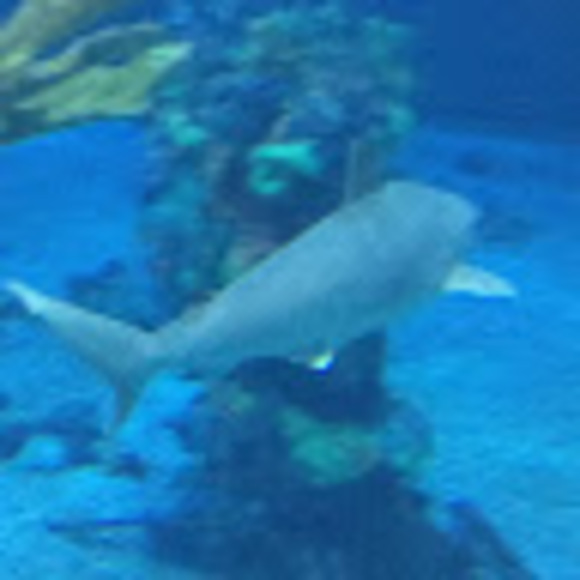 Profile Picture of Andreia Ribeiro (@deiausa) on Poshmark