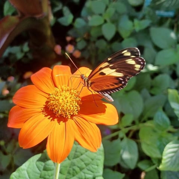 Profile Picture of Twila Calaluca (@tcalaluca) on Poshmark