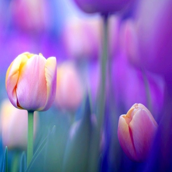 Profile Picture of Judith Csefai (@jac960) on Poshmark