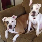 Profile Picture of Leonard Labrada (@tankgunner) on Instagram