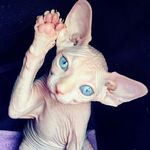 Profile Picture of 🐭SPHYNX_EVA_&_SHANEL👽 (@eva_shanya) on Instagram