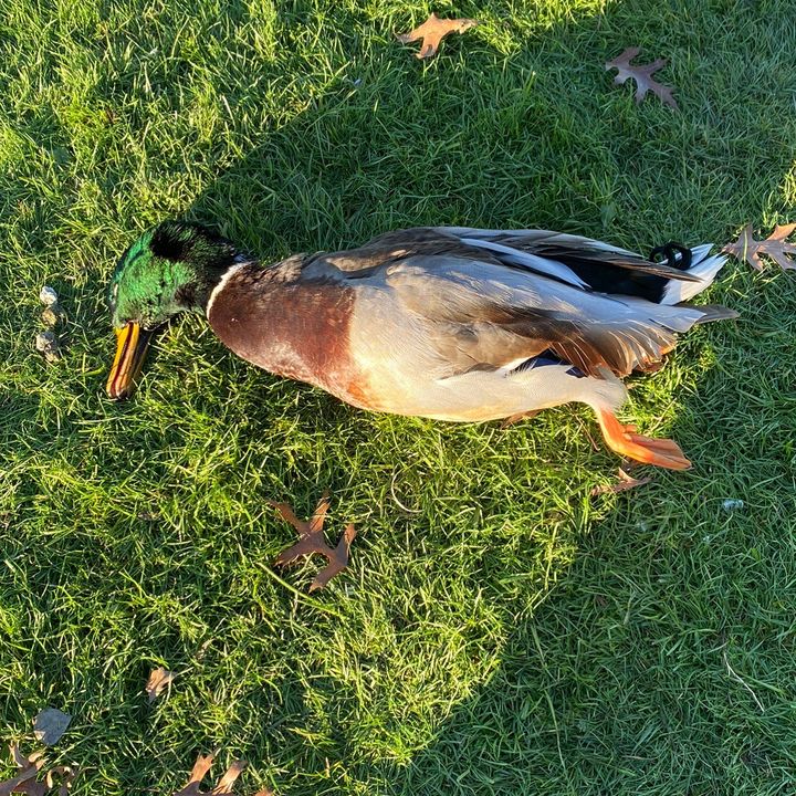 Profile Picture of Stephen Hembree (@stephen.hembree5) on Tiktok