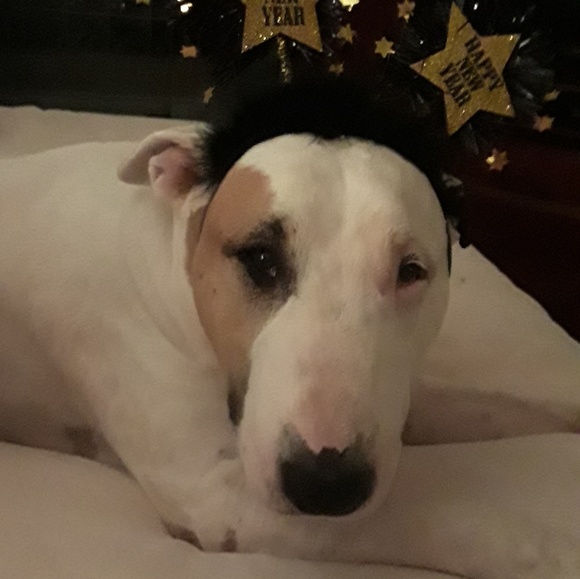 Profile Picture of Francesca Cintron (@fdcintron) on Poshmark