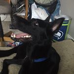 Profile Picture of Toby Martin (@toby_the_greman_shepard) on Instagram