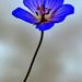 Profile Picture of Jacqueline Schumacher Gallardo (@jacquelinesg93) on Pinterest