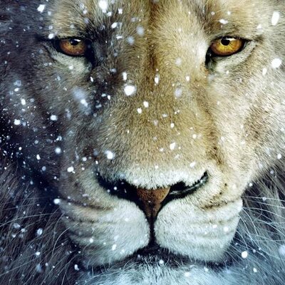 Profile Picture of Megan Royer (@Duckiemeegz) on Twitter