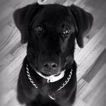 Profile Picture of Brandon Sack (@gusiguess) on Instagram