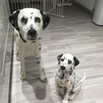 Profile Picture of Sharon Dunn (@oliver_and_spencer_dalmatians) on Instagram