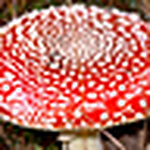 Profile Picture of Floh Stiche (@floh.stiche) on Flickr