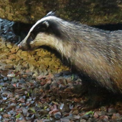 Profile Picture of Maureen Campbell (@Mywildlifepics) on Twitter