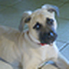 Profile Picture of Calvin - Ready for Adoption! (@Calvin - Ready for Adoption!) on Flickr