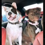 Profile Picture of Leah and Luke Hernandez Nguyen (@leahnluke) on Instagram