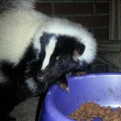 Steven D Mell - Twitter Profile Picture of Steven D Mell (@StevenDmell1) on Twitter