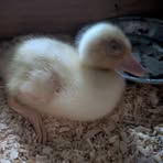 Profile Picture of Christy Macomber (@brychris.macomber) on Facebook